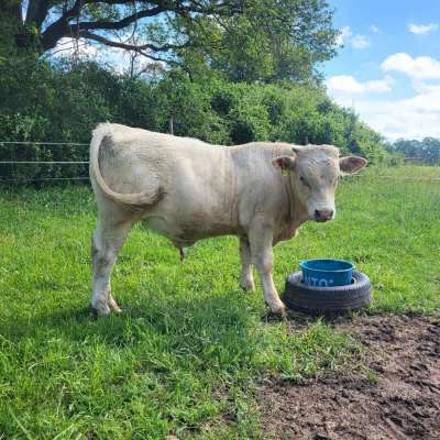 Jungbulle, Uckermärker Charolais