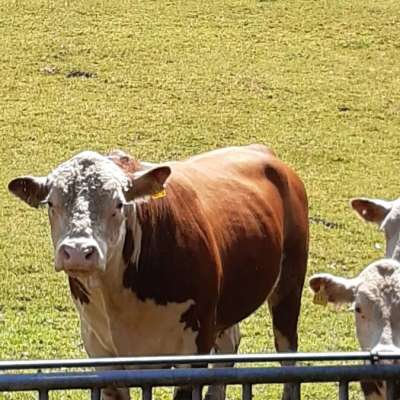 Hereford Bulle