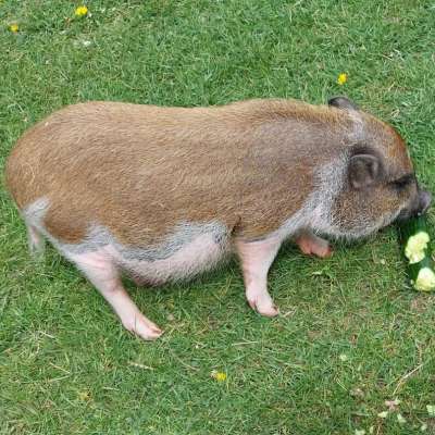 Mini Schwein