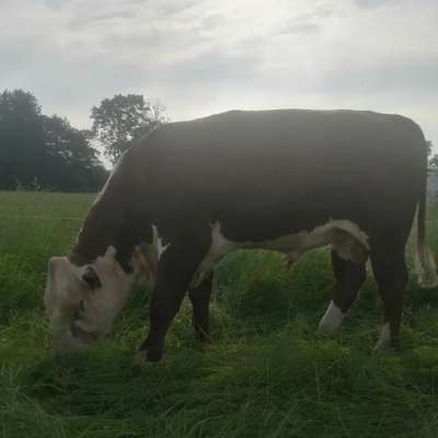 Bulle Hereford