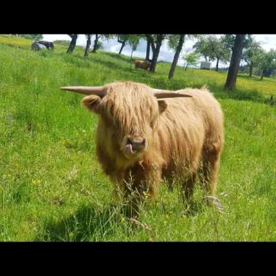 Highland cattle bulle
