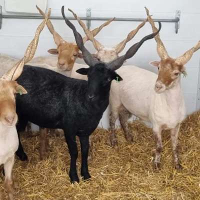 Ungarische Zackelschaf Böcke
