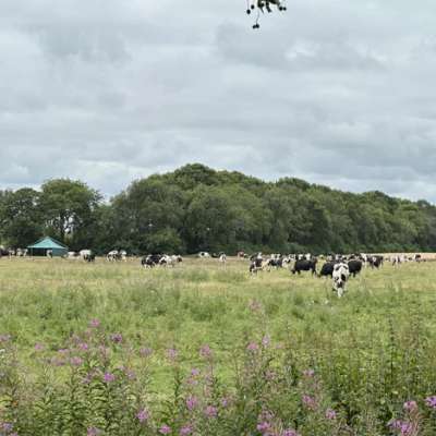 Herdenmanager / Betriebsleiter Bio-Milchproduktion, Papenburg