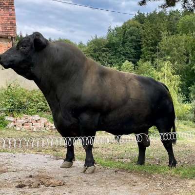 Bio-Zuchtbulle Aberdeen Angus – Top Genetik, sehr zutraulich