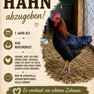 Hahn aus Naturbrut