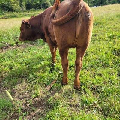 Fleckvieh Mix, Rind