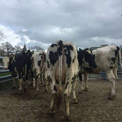 Holstein Rinder