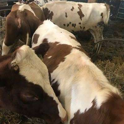Holstein Rotbunte