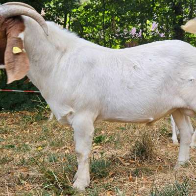 Burenziegenbock/Ziegenbock – zutraulich, gesund und deckerprobt