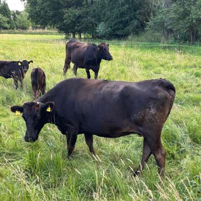 Fullblood Wagyu Zuchtkuh- Herdbuch A – tragend – bewährte Mutterkuh
