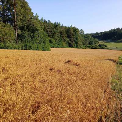 Frisch Gedroschener Hafer