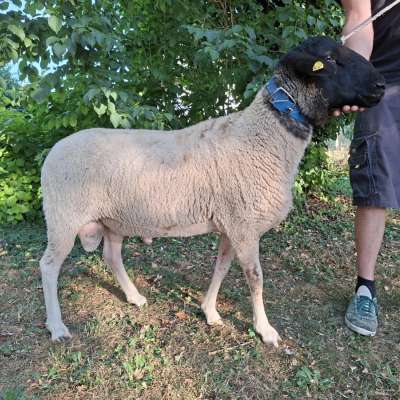 Gekörter Rhönschaf(e)bock - WK I - 8/7/7