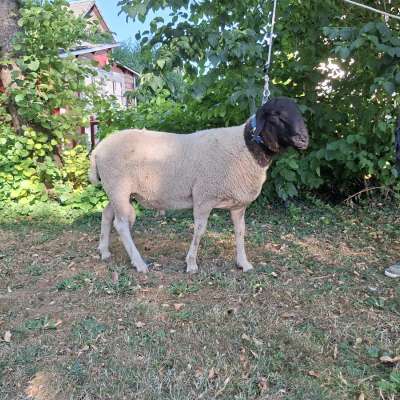 Gekörter Rhönschaf(e)bock - WK I - 8/8/8