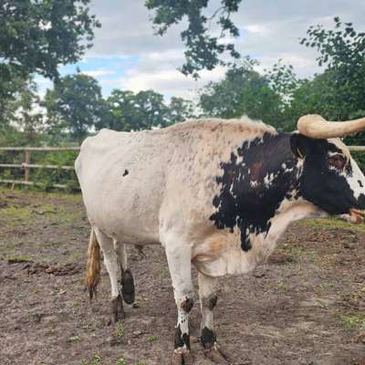 Texas Longhorn