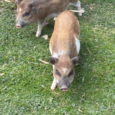 Micro Schweine