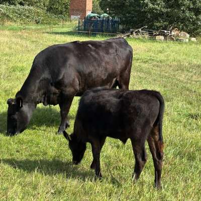 Wagyu Fullblood Bullenkalb | Sohn Circle8Bulls T338 | AWA