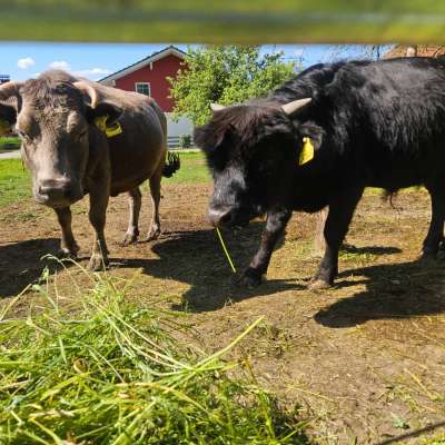 3 Dahomey Minikuh  Stier, Kuh und Kalbin