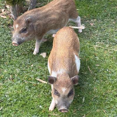 Micro Schweine