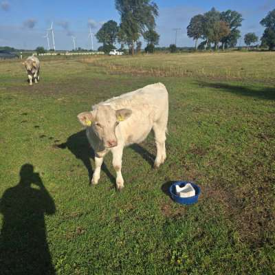 Charolais Zucht Tier