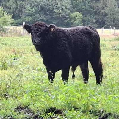Galloways- Bullen