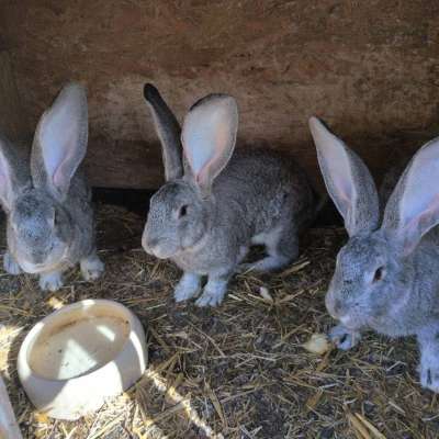 Zucht Deutsche Riesen Kaninchen Zum Verkauf verschiedener Farben