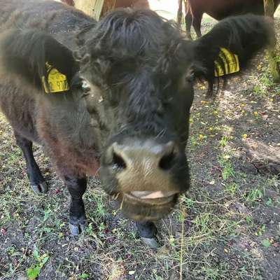 Black Galloway Färse tragend
