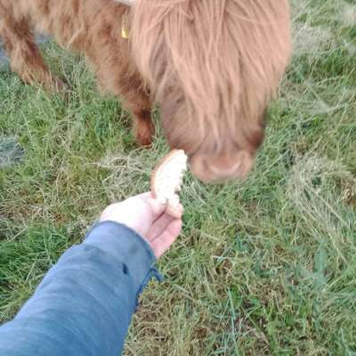 Higland cattle Bullen