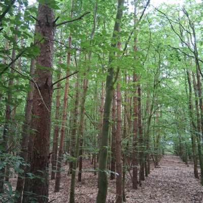 Waldfläche zu verkaufen