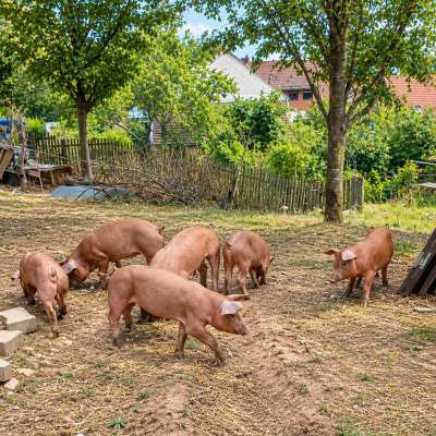 Duroc Ferkel (7 Ferkel)
