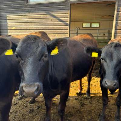 Wagyu Färsen Herdbuch