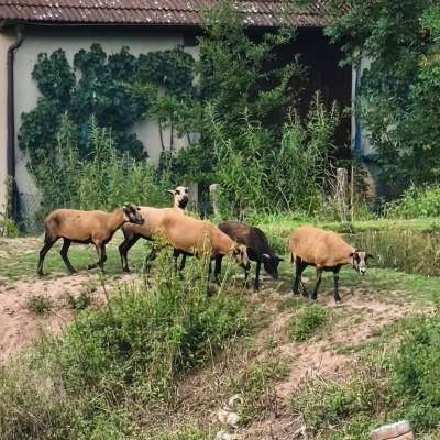 Eine kleine Herde Kamerunschafe sucht ein neues zu Hause