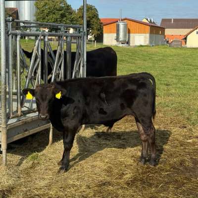 Wagyu Bullenkalb FB