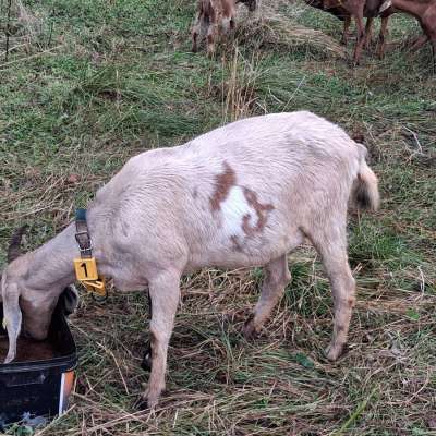 Weibliche Anglo Nubier Ziegen Herdbuch