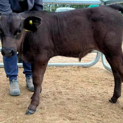 Wagyu Bullenkalb Fullblood, Herdbuch