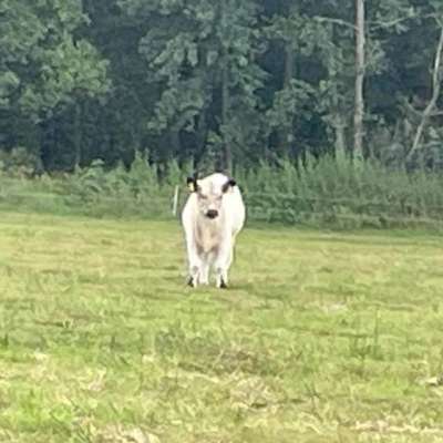 Galloways Absetzer,  Öko