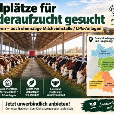 Betrieb zur Rinderaufzucht gesucht