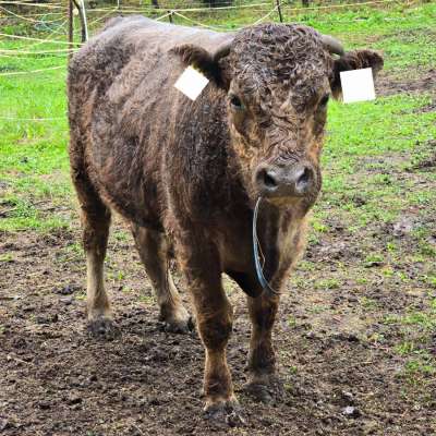 Bullen/Rind  Galloway