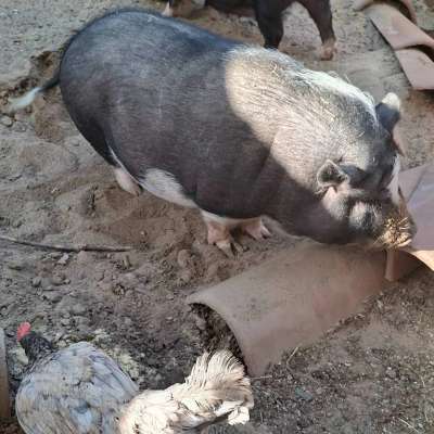 Schweine zu verkaufen
