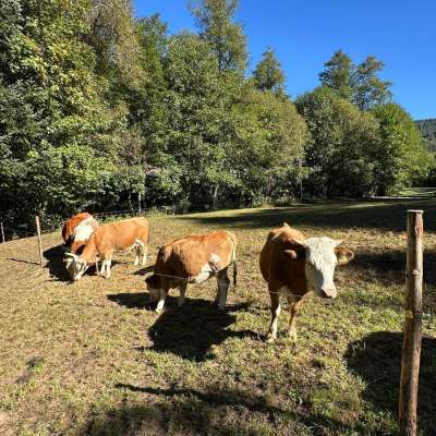 Hinterwälder Kuh mit Kalb