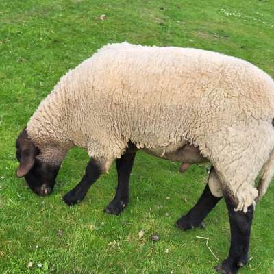 Verkaufe kleine Herde: 4 Auen (2- und 3jährig) und einen Bock (3jährig)