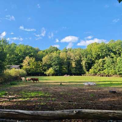Landwirtschaftl. Fläche/Weide+Wald zu verkaufen, 7100 qm