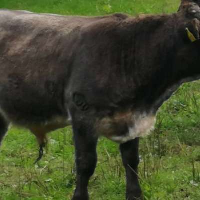 Bullenabsetzer geb. 03.2026