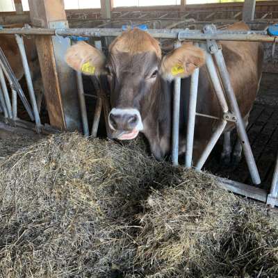 Bio Kreuzungsrind  Fleischrind / Milchrind