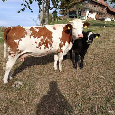 Bio Hinterwälder Kuh mit Kalb (Kreuzung)
