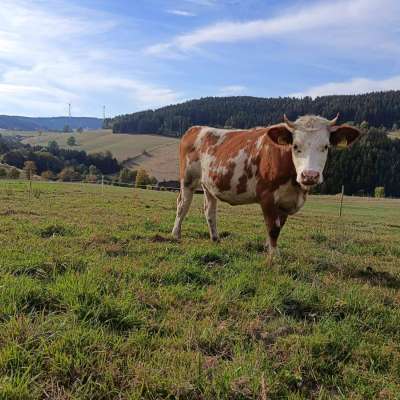 Bio-Hinterwälder Färse