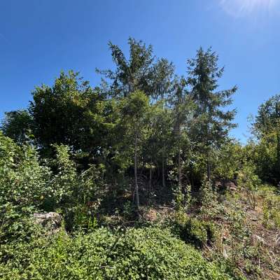 Waldgrundstück/Forstfläche ca. 6,86 ha in 94354 Haselbach zu verkaufen