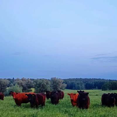 Bio Galloway Herdbuch komplette Herde 18 Tiere+13 Kälber