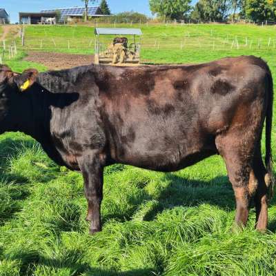Fullbloodwagyu Färsen