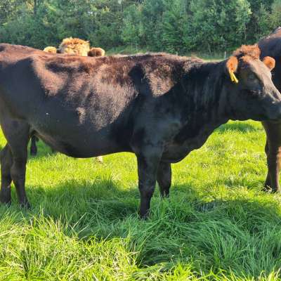 Fullbloodwagyu Färsen