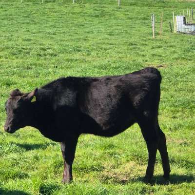 Fullbloodwagyu Absetzer